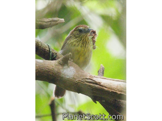 Pin-striped Tit-Babbler (Mixornis gularis)