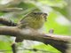 Pin-striped Tit-Babbler (Mixornis gularis)