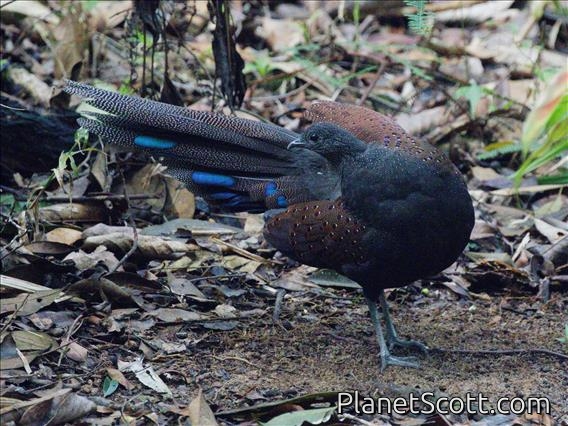 Mountain Peacock-Pheasant (Polyplectron inopinatum)