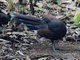 Mountain Peacock-Pheasant (Polyplectron inopinatum)