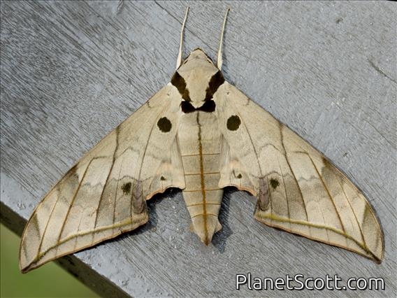 Dark-based Gliding Hawkmoth (Ambulyx substrigilis)