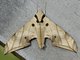 Dark-based Gliding Hawkmoth (Ambulyx substrigilis)