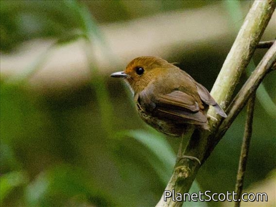 Rufous-browed Flycatcher (Anthipes solitaris)