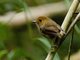 Rufous-browed Flycatcher (Anthipes solitaris)