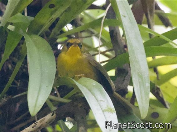 Golden Babbler (Cyanoderma chrysaeum)