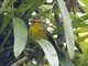Golden Babbler (Cyanoderma chrysaeum)