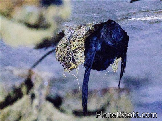 Plume-toed Swiftlet (Collocalia affinis)