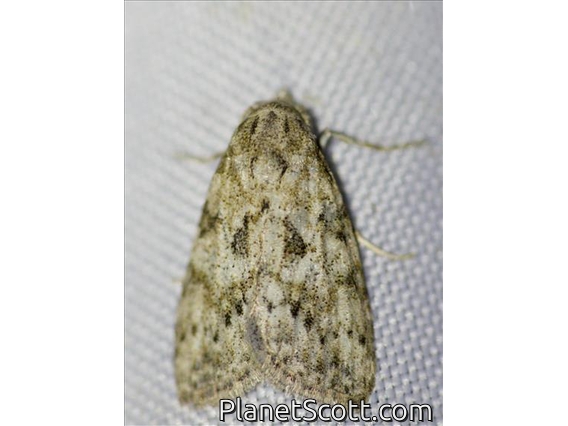 Tufted Moth (Nolidae sp)