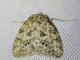 Tufted Moth (Nolidae sp)
