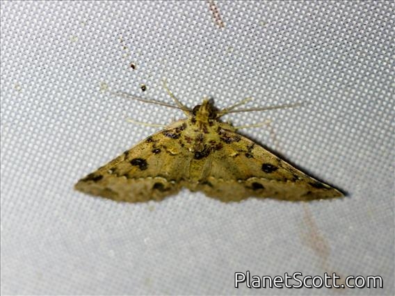 Litter Moth (Sinarella sp)