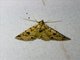 Litter Moth (Sinarella sp)