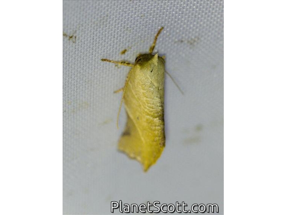 Tufted Moth (Tortriciforma razowskii)