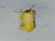 Tufted Moth (Tortriciforma razowskii)