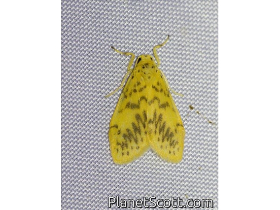 Erebid Moth (Erebidae sp)