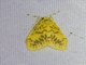 Erebid Moth (Erebidae sp)