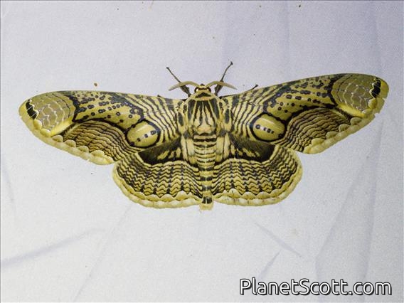 Hearsey's Owl Moth (Brahmaea hearseyi)