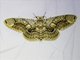 Hearsey's Owl Moth (Brahmaea hearseyi)