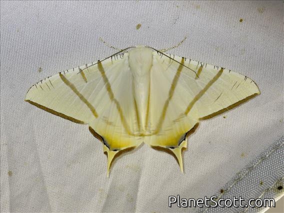 Ennomini Moth (Ourapteryx claretta)