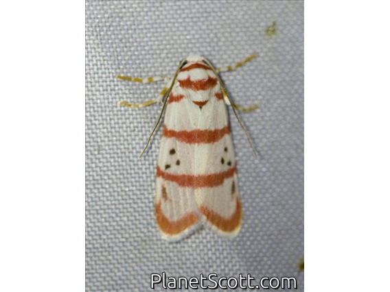 Lichen Moth (Cyana quadrinotata)
