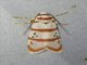 Lichen Moth (Cyana quadrinotata)