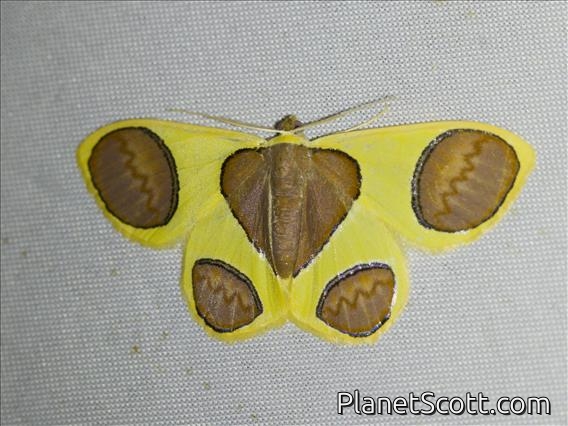 Dog's Paw Moth (Plutodes malaysiana)