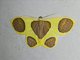 Dog's Paw Moth (Plutodes malaysiana)