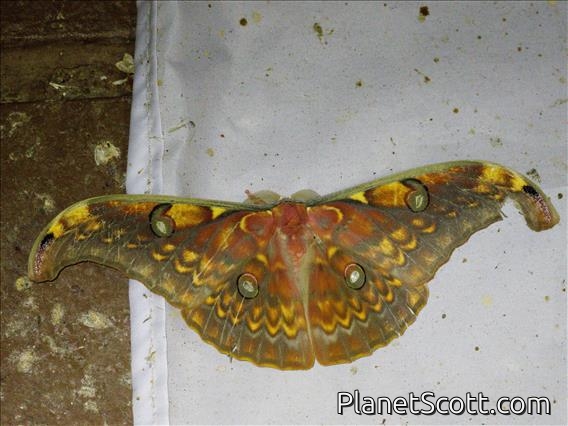 Tussar Moth (Antheraea larissa)