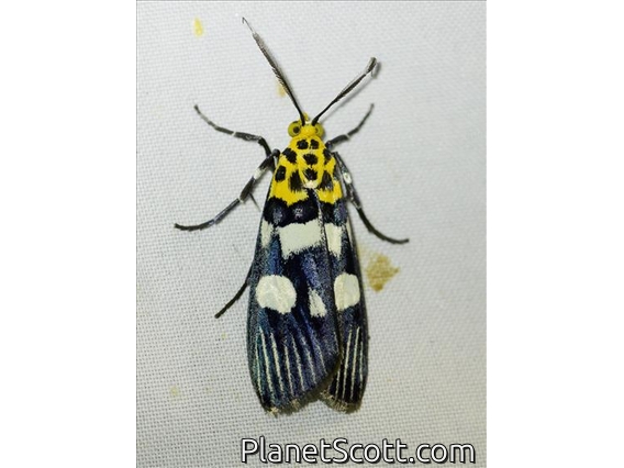 Pyralid Snout Moth (Vitessa teleroma)