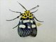 Pyralid Snout Moth (Vitessa teleroma)