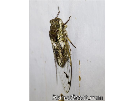 Cicada (Champaka spinosa)