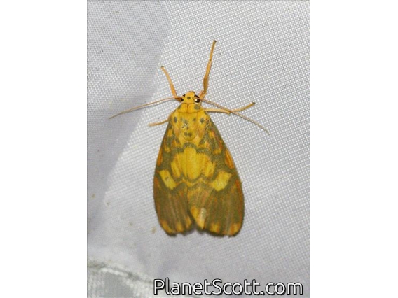 Lichen Moth (Ammatho cuneonotatus)