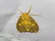 Lichen Moth (Ammatho cuneonotatus)