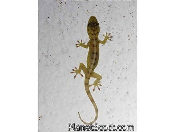 Double-spotted Gecko (Gekko monarchus)