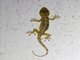 Double-spotted Gecko (Gekko monarchus)