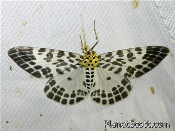 Geometer Moth (Pogonopygia nigralbata)