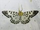 Geometer Moth (Pogonopygia nigralbata)