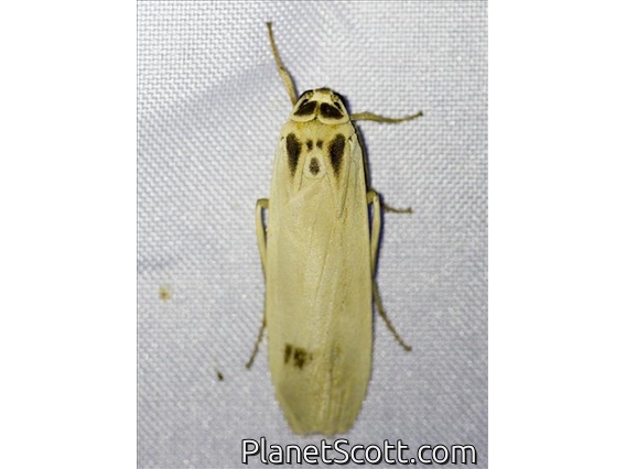 Lichen Moth (Macotasa sp)