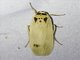 Lichen Moth (Macotasa sp)