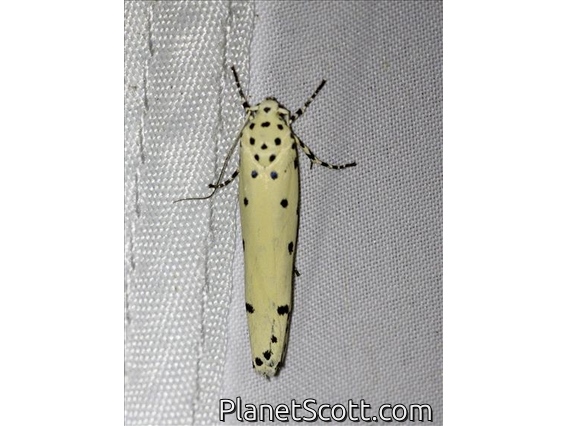 Curved-horn Moth (Ethmia lineatonotella)