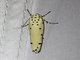 Curved-horn Moth (Ethmia lineatonotella)