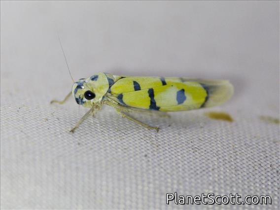 Sharpshooter (Anatkina annandalei)