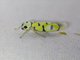 Sharpshooter (Anatkina annandalei)