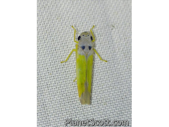 Sharpshooter (Anatkina vespertinula)