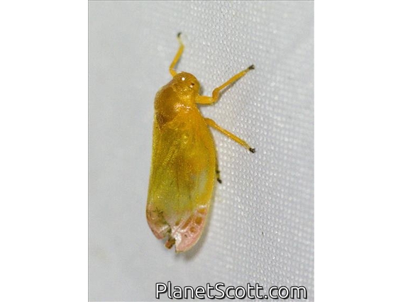 Froghopper (Eoscarta liternoides)