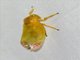 Froghopper (Eoscarta liternoides)