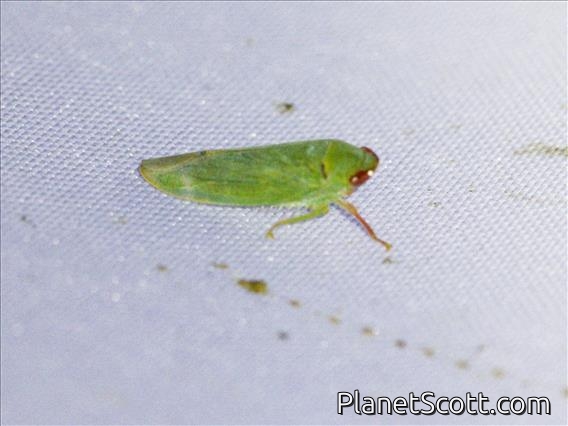 Leafhopper (Krisnini sp)