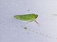 Leafhopper (Krisnini sp)