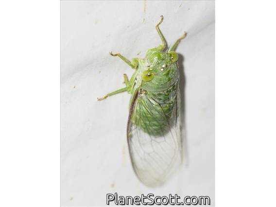 Dundubiina Cicada (Dundubia vaginata)