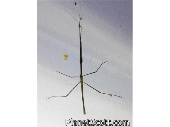 Walking Stick Insect (Ramulus caii)