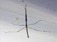 Walking Stick Insect (Ramulus caii)
